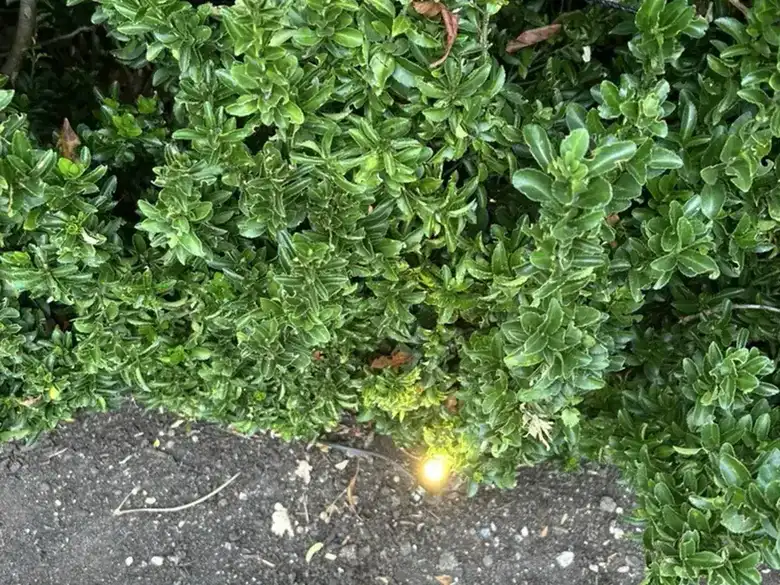 Uplight and its cable lifted from the lawn to trace the fault